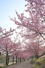 Fototapeta premium 河津桜の花と園内の遊歩道（新潟県新潟市秋葉区新津）