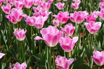 Fototapeta premium A vibrant landscape of pink and orange-red tulips blooming in parallel rows under bright sunlight.