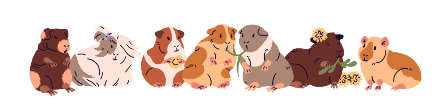 Group of cute guinea pigs is sitting together. Funny cavies are eating vegetables, grass, dandelion flowers. Rodents with food. Adorable pets, happy animals. Flat isolated vector illustration on white