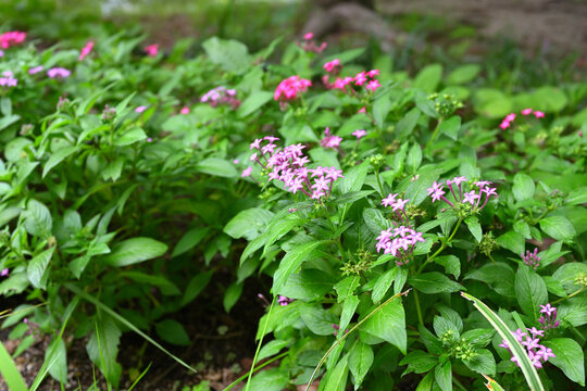 ペンタス　Pentas