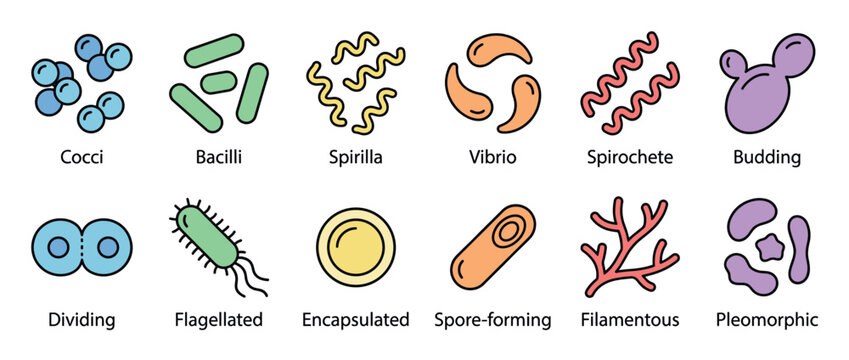 Colorful vector illustration depicting various shapes and characteristics of bacteria and microorganisms, essential for microbiology education.