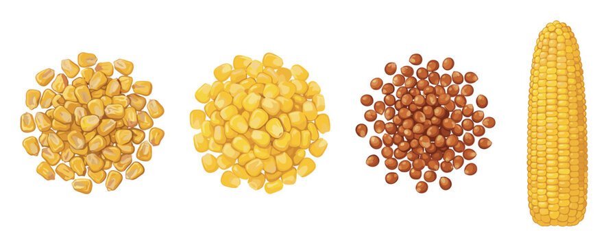 Various types of corn kernels and a whole ear of corn, showcasing different forms of this versatile grain.