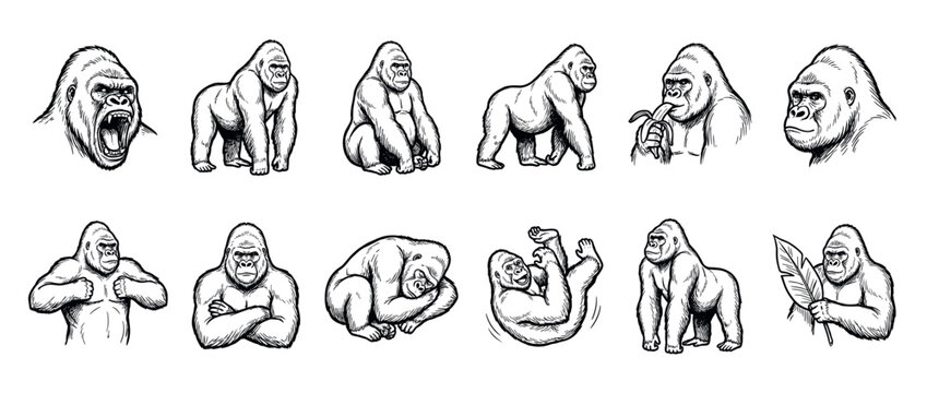 Gorillas ape primate collection of hand-drawn illustrations depicting various poses and expressions of these powerful animals.