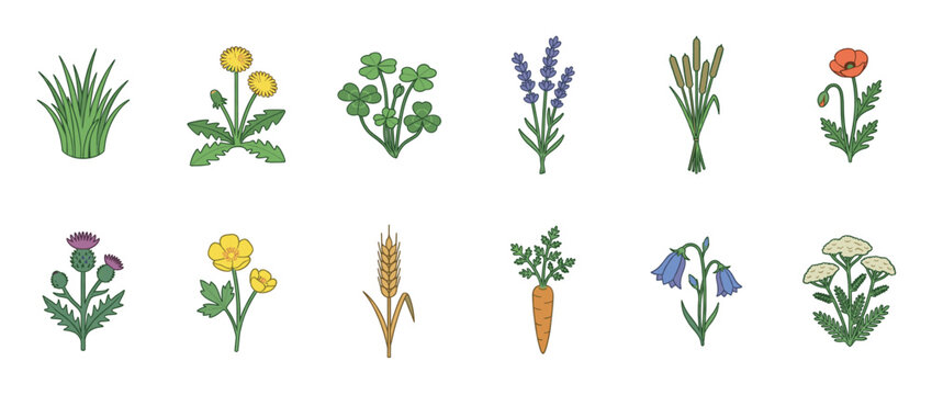 Collection of various hand-drawn wild plants, garden flowers, and common agricultural crops in a simple cartoon style.