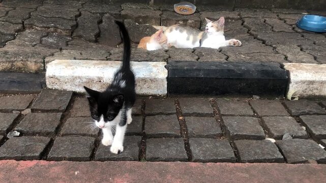 A black and white kitten walks on a paved path while a calico cat rests nearby.