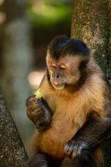 Fototapeta premium Capuchin monkey sitting on a tree branch eating fruit. Close-up wildlife scene with natural light, detailed fur texture and calm forest background.