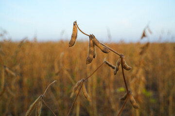 Fototapeta premium Soybean Pods in Field, Natural Agriculture Background with Shallow Depth of Field