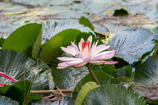 Aquatic Plants in Natural Lake