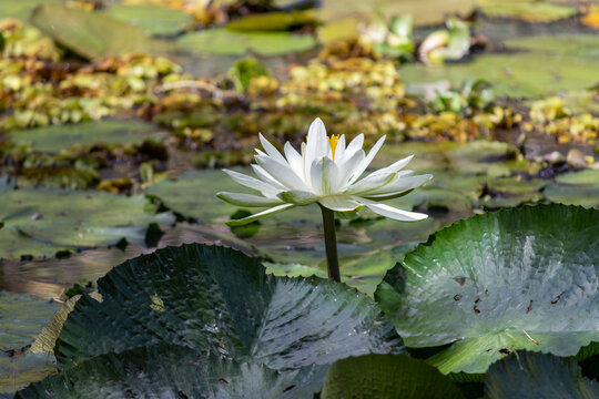 Aquatic Plants in Natural Lake