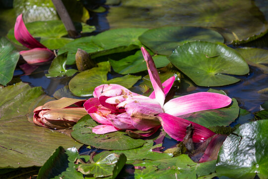 Aquatic Plants in Natural Lake