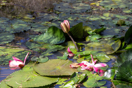 Aquatic Plants in Natural Lake