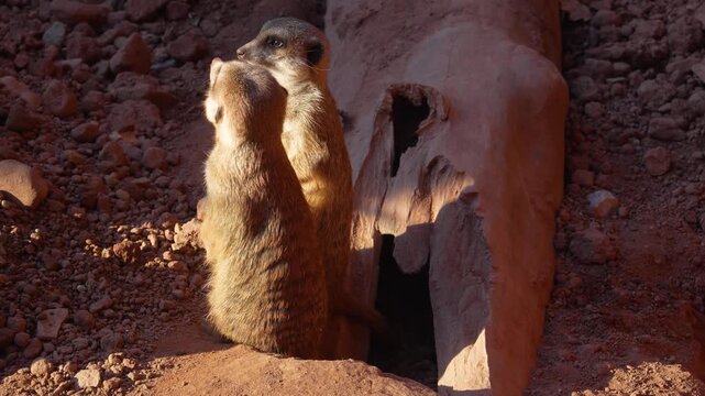 Meerkats are funny, cheerful little animals.