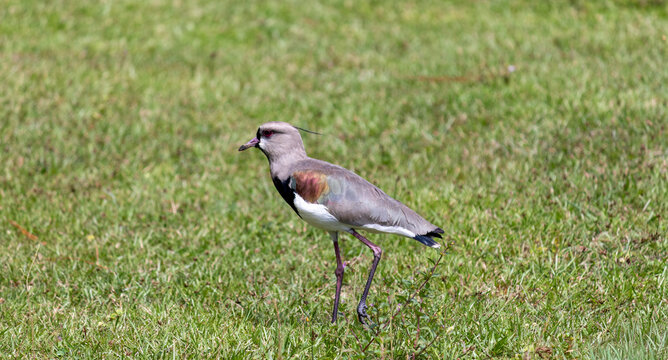 Southern Lapwing standing on green grass in urban park	