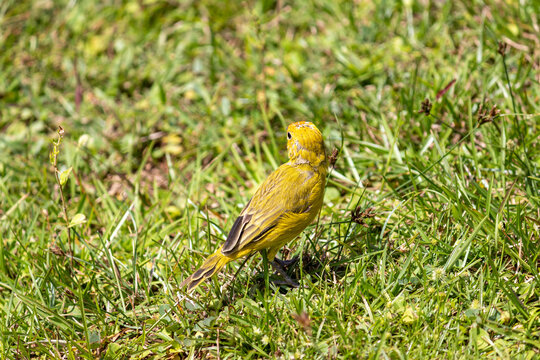 Photograph of a beautiful Saffron Finch in its natural habitat.	