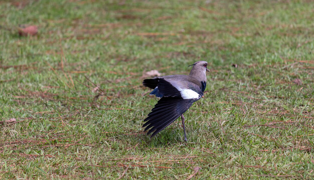 Southern Lapwing standing on green grass in urban park	