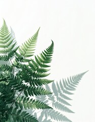 Obraz premium Green Fern Frond Against White Background Casting Long Angular Shadow