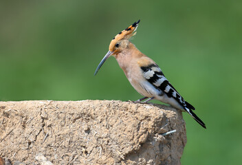 Eurasian Hoopoe (Upupa epops) singing/calling while perched on a sun-dried adobe brick. © VOLODYMYR KUCHERENKO