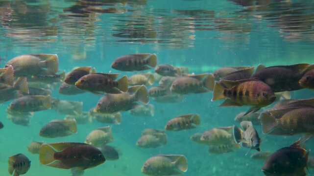 Underwater photography of river fish in the Amazon River