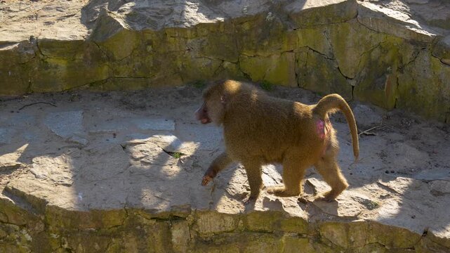 A monkey in motion walks in backlight