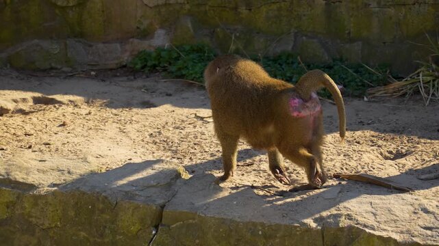 A monkey in motion walks in backlight