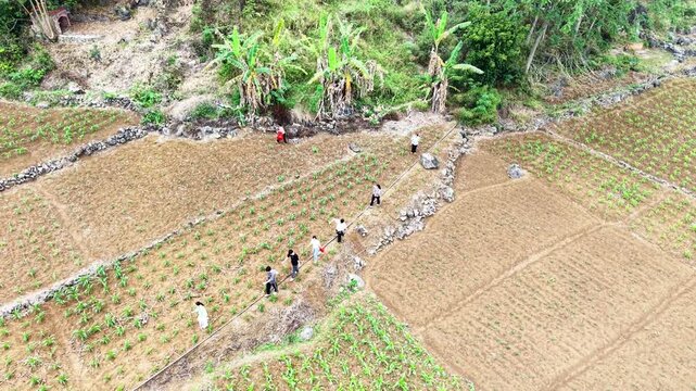 Cinematic Drone: Guangxi Qingming Tradition, People Trekking Through Dense Jungle to Remote Ancestral Graves