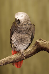 Fototapeta premium Gray Parrot, Psittacus erithacus, perched