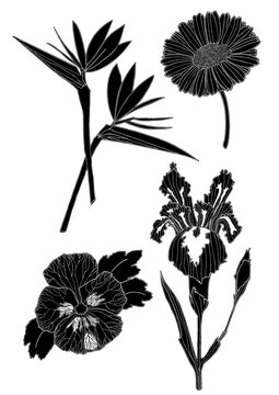 PNG de fondo transparente con ilustraci&oacute;n decorativa de flores: iris, margarita, pensamiento y esterlicia. En blanco y negro.
