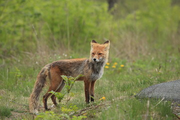 Fototapeta premium red fox