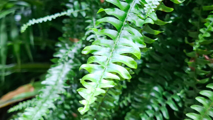 Fototapeta premium Lush green fern fronds with delicate pointed leaves growing in a dense tropical garden or botanical forest environment