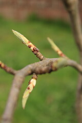 Fototapeta premium Buds Growing on Branches in Springtime in a Garden Setting With Green Grass in the Background