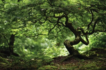 Fototapeta premium Serene forest scene featuring a mature maple with vivid green foliage and soft light