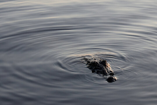 Crocodile on the banks of the Awash River, Ethiopia