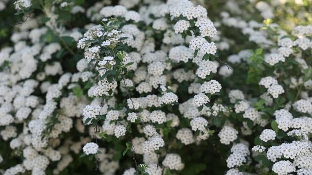 slo motion blooming white spirea in spring