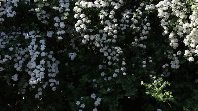slo motion blooming white spirea in spring