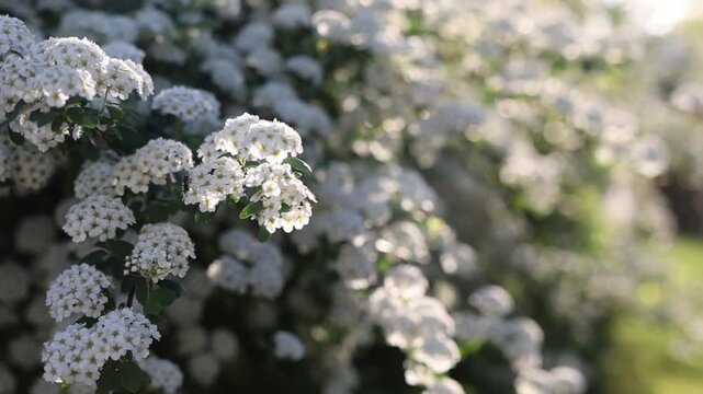 slo motion blooming white spirea in spring
