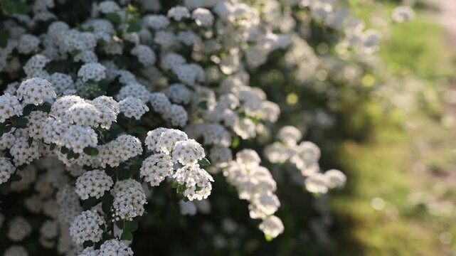 slo motion blooming white spirea in spring
