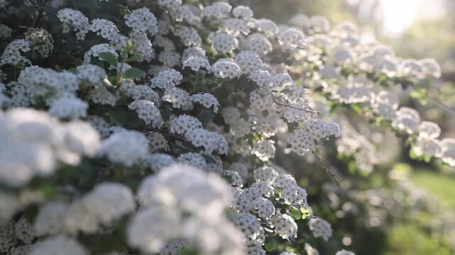 slo motion blooming white spirea in spring
