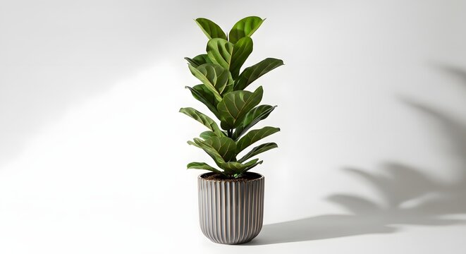 Elegant fiddle leaf fig tree in a modern gray ribbed pot indoor plant decor