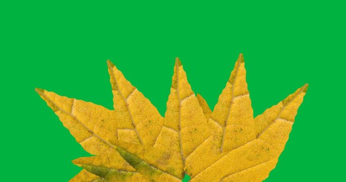 Digital animation of multiple yellow autumn leaves against black background
