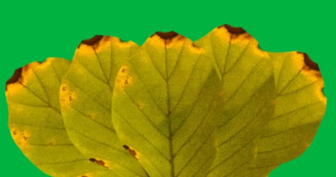 Digital animation of multiple yellow autumn leaves against black background
