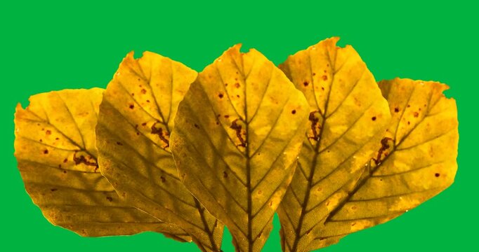 Digital animation of multiple yellow autumn leaves against black background