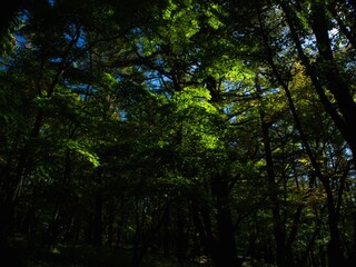 Fototapeta premium Light Falling Through Green Canopy 