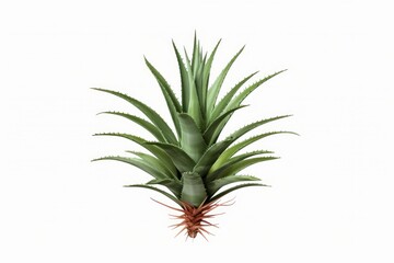 Fototapeta premium Green agave plant displaying its long spiky leaves and roots on a clean white background