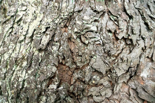 Bark texture is rough and weathered with deep, irregular fissures. The surface appears pitted, potentially indicating the presence of moss or lichen, which are common on the bark of mature trees.