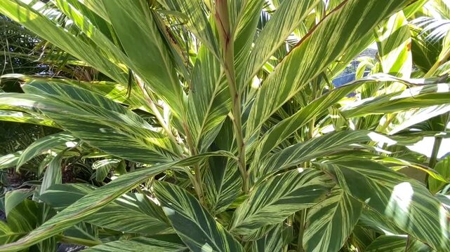 Alpinia zerumbet or Ginger Shell, Pink Porcelain Lily in the park of Tenerife, Canary Islands,Spain,4K.	
