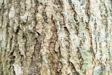 Fototapeta premium tree bark with rough, vertical grooves and texture. This type of bark texture is often characterized by deep grooves and lichen patches.