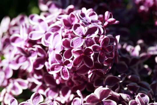 Blooming Lilac
