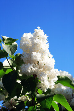 Blooming Lilac