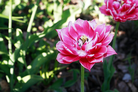 Red Flower