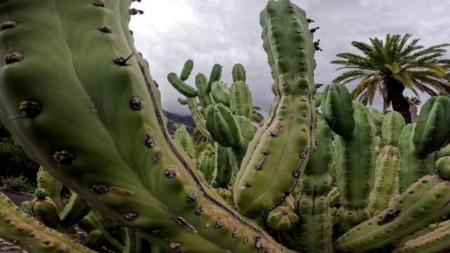 Ground view walking through a massive cactus forest with diverse species in dramatic light, Gran Canaria